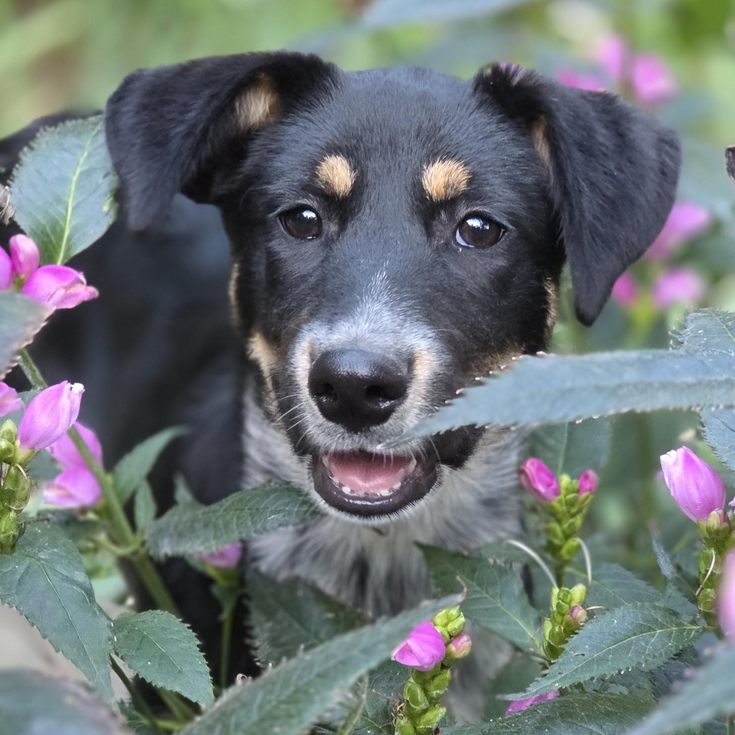 Enlarge Kinley, a Adoptable mixed breed in Minneapolis, MN image 1/6