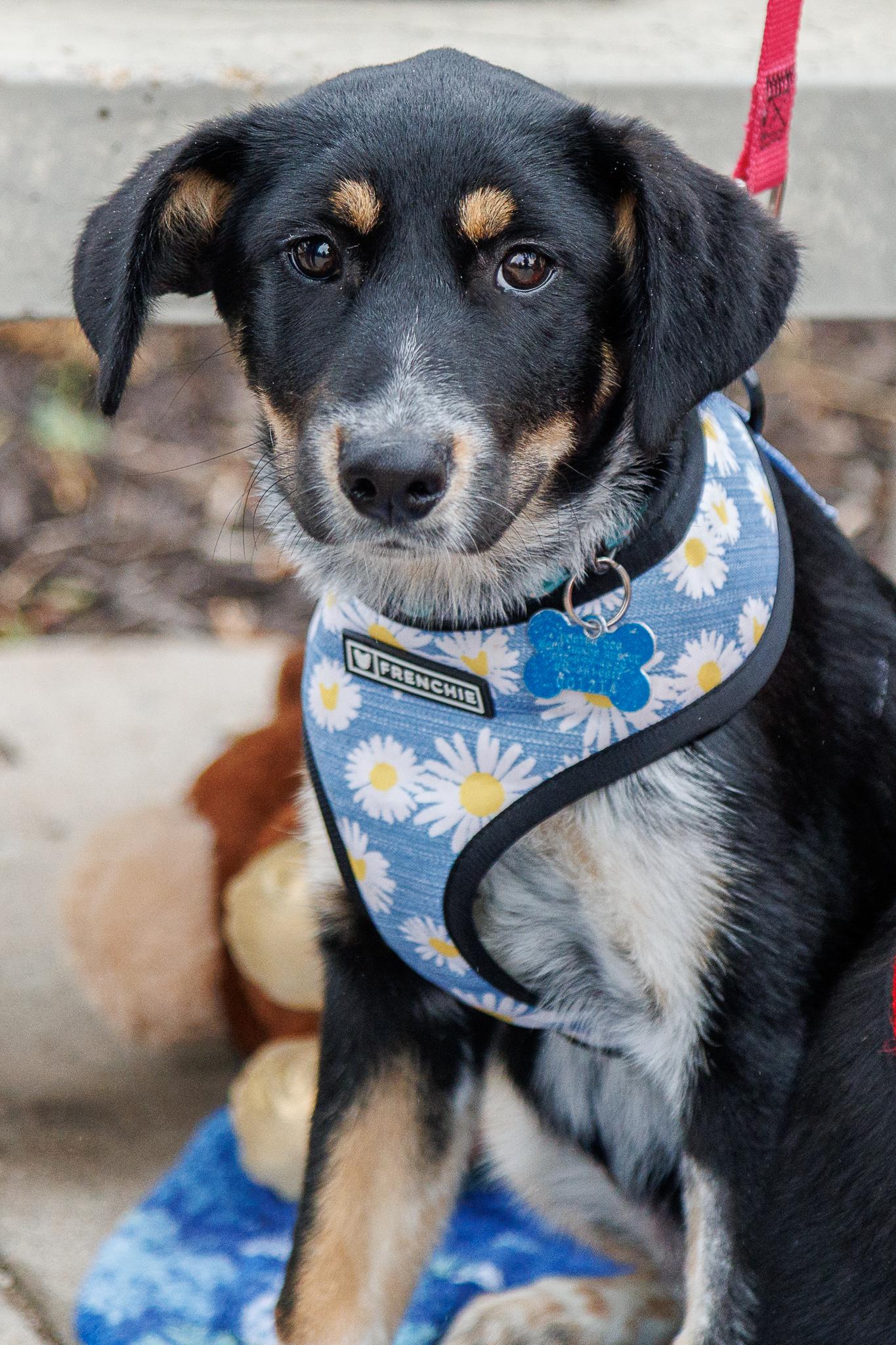 Enlarge Kinley, a Adoptable mixed breed in Minneapolis, MN image 5/6