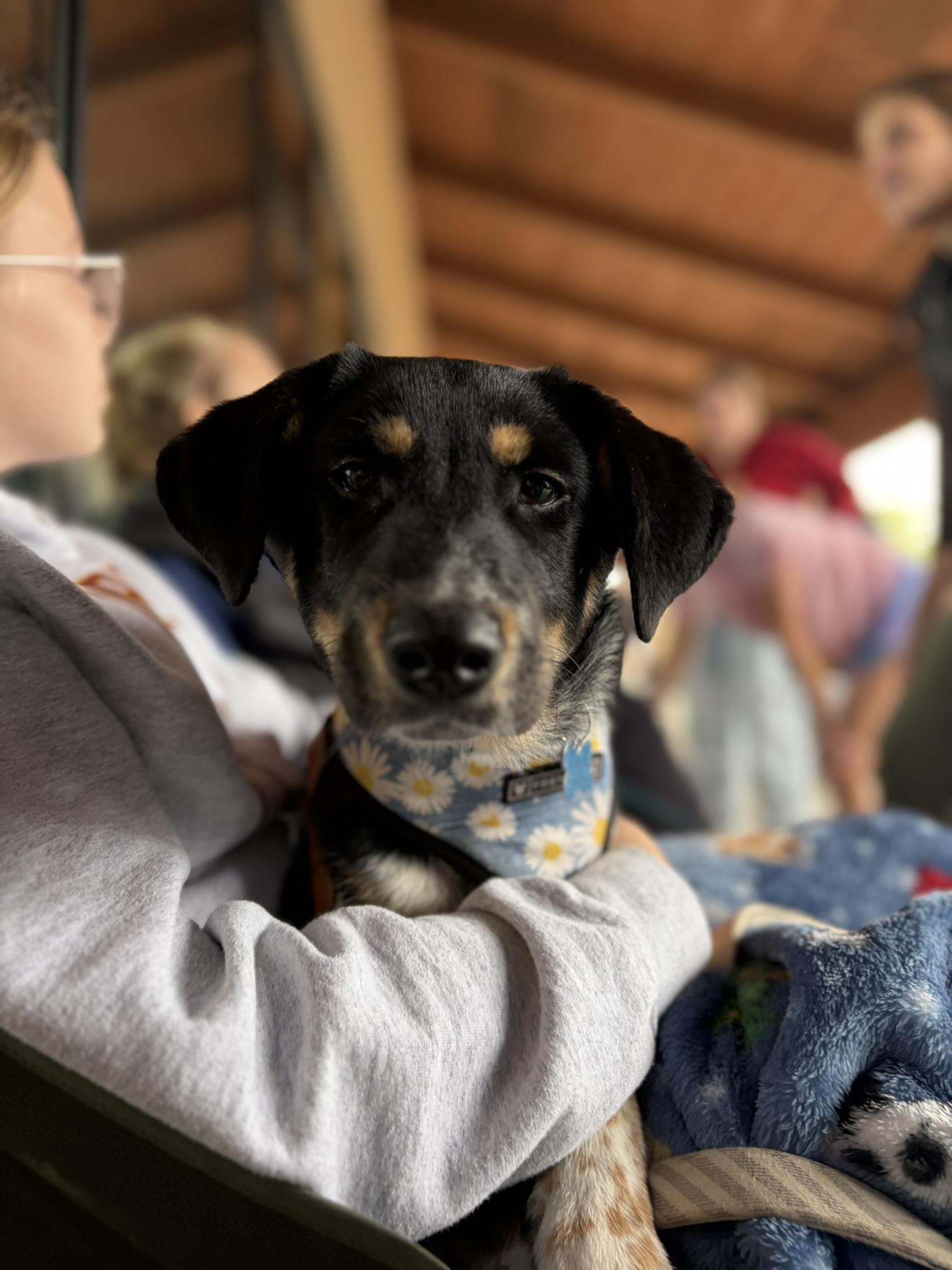 Enlarge Kinley, a Adoptable mixed breed in Minneapolis, MN image 6/6