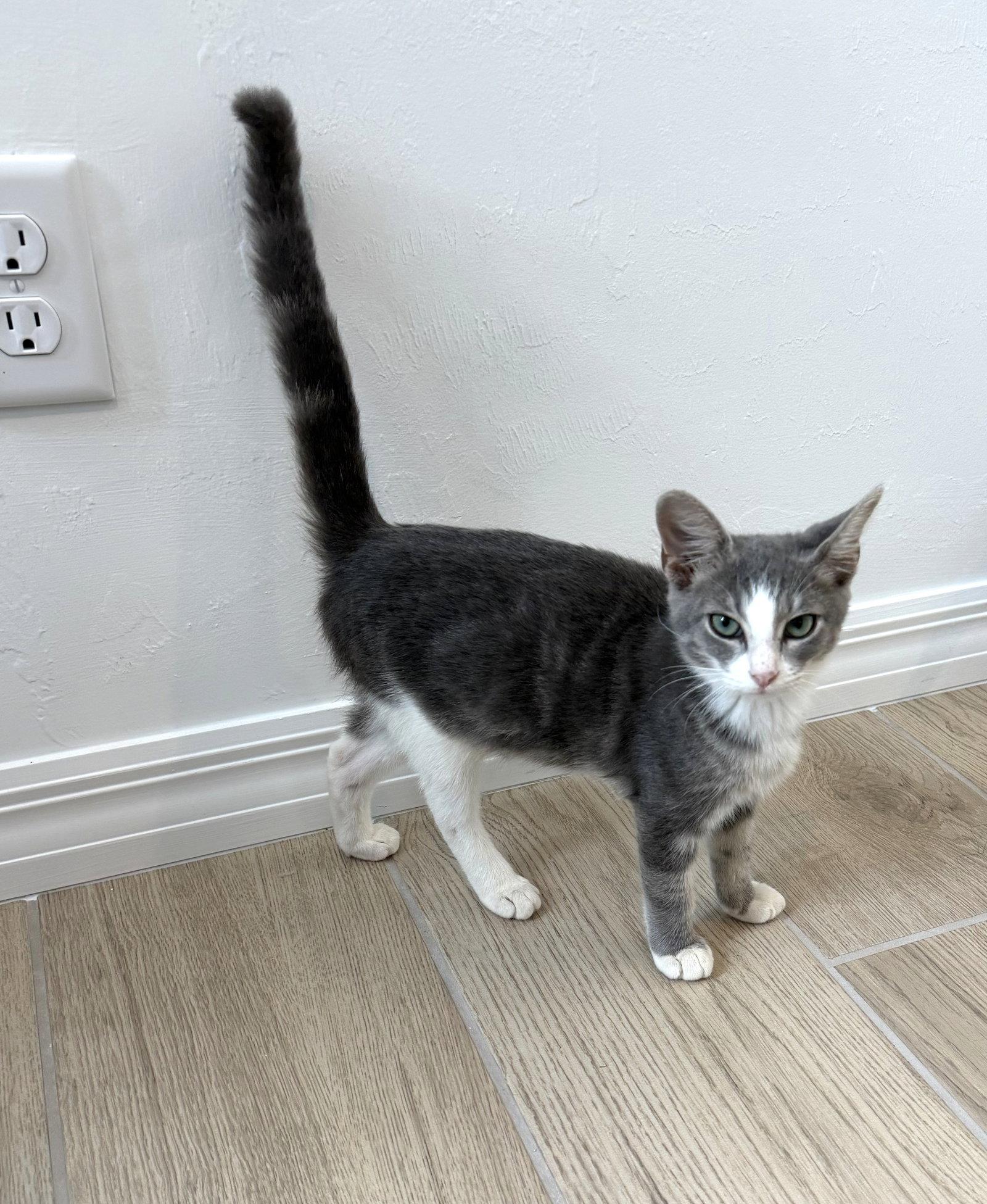 Leela, Adopted, Kitten Female Domestic Short Hair.