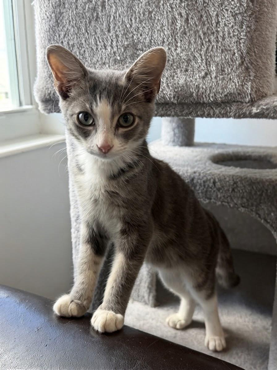 Enlarge Leela, a Adopted Domestic Short Hair in Fort Myers, FL image 2/2