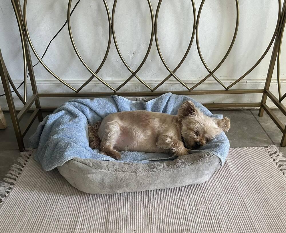 Baby Doll (GA), Adoptable, Adult Female Yorkshire Terrier & Bichon Frise.