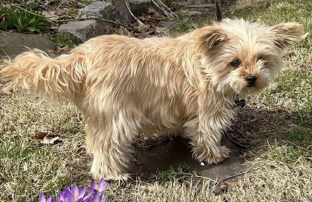 Enlarge Baby Doll (GA), a Adoptable mixed breed in New York, NY image 3/3