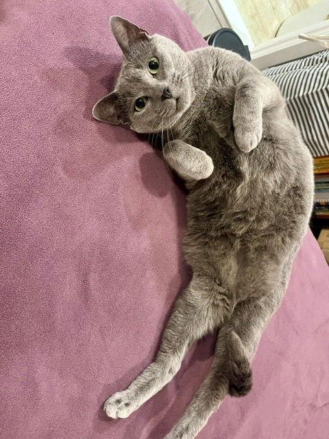 Enlarge Seroquel, a Adoptable Domestic Short Hair in Philadelphia, PA image 1/3