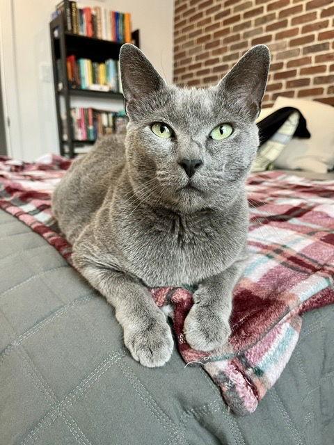 Enlarge Seroquel, a Adoptable Domestic Short Hair in Philadelphia, PA image 2/3