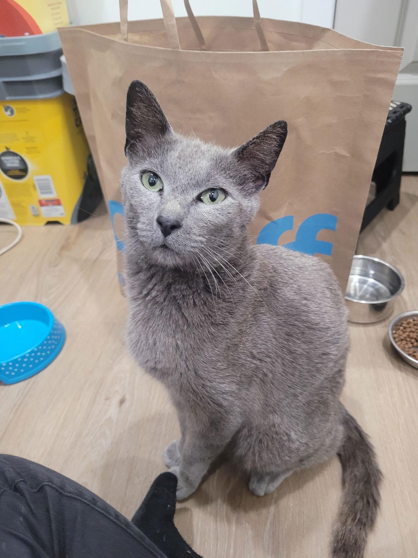 Enlarge Seroquel, a Adoptable Domestic Short Hair in Philadelphia, PA image 1/3