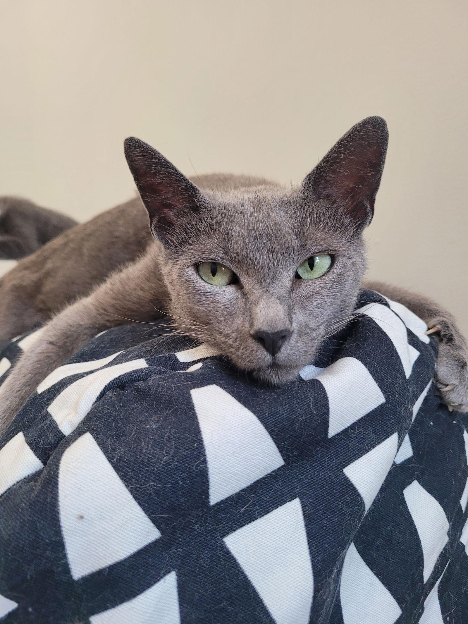 Enlarge Seroquel, a Adoptable Domestic Short Hair in Philadelphia, PA image 2/3