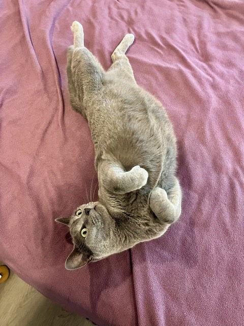 Seroquel, Adoptable, Adult Female Domestic Short Hair.