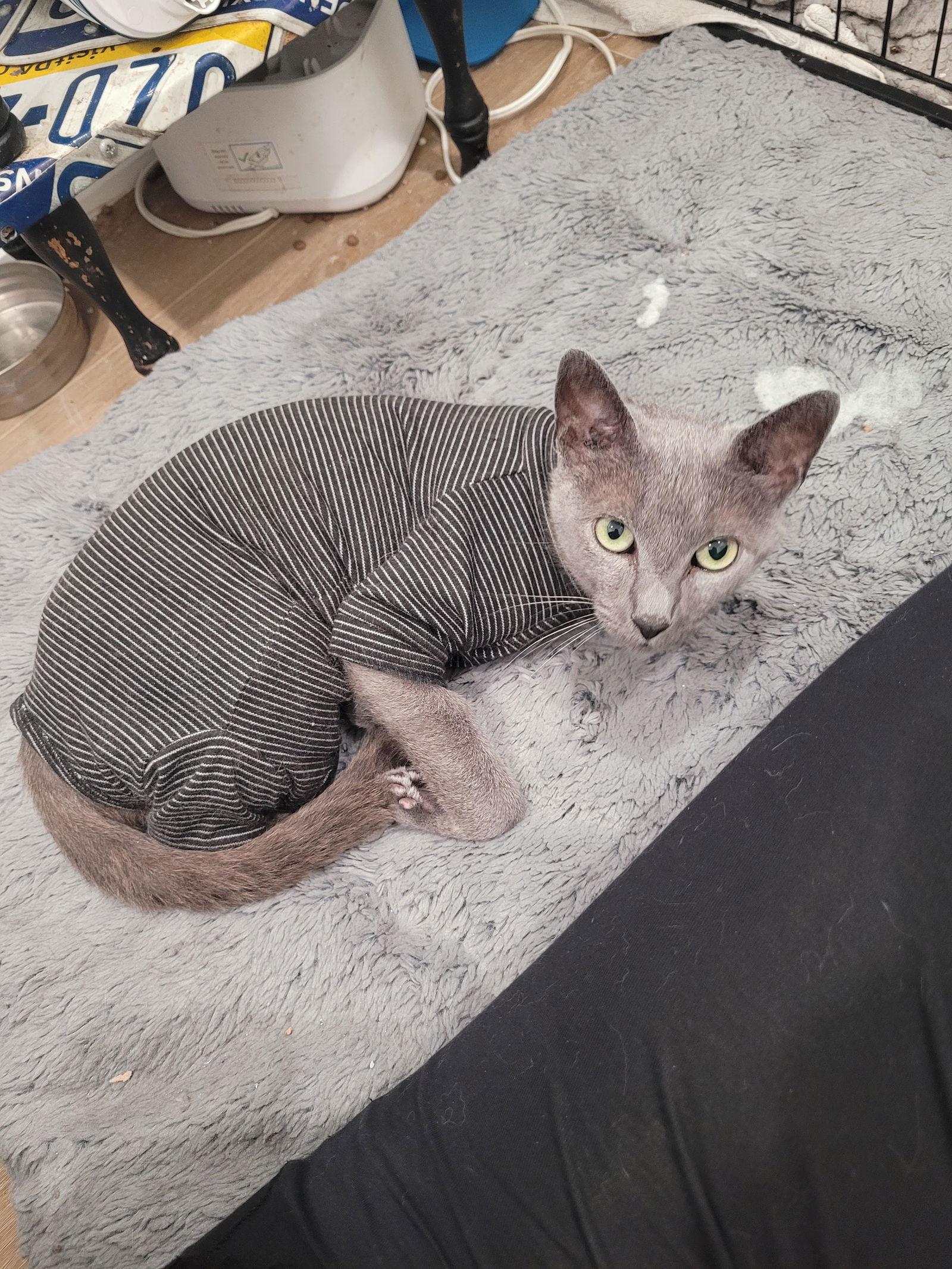 Enlarge Seroquel, a Adoptable Domestic Short Hair in Philadelphia, PA image 3/3