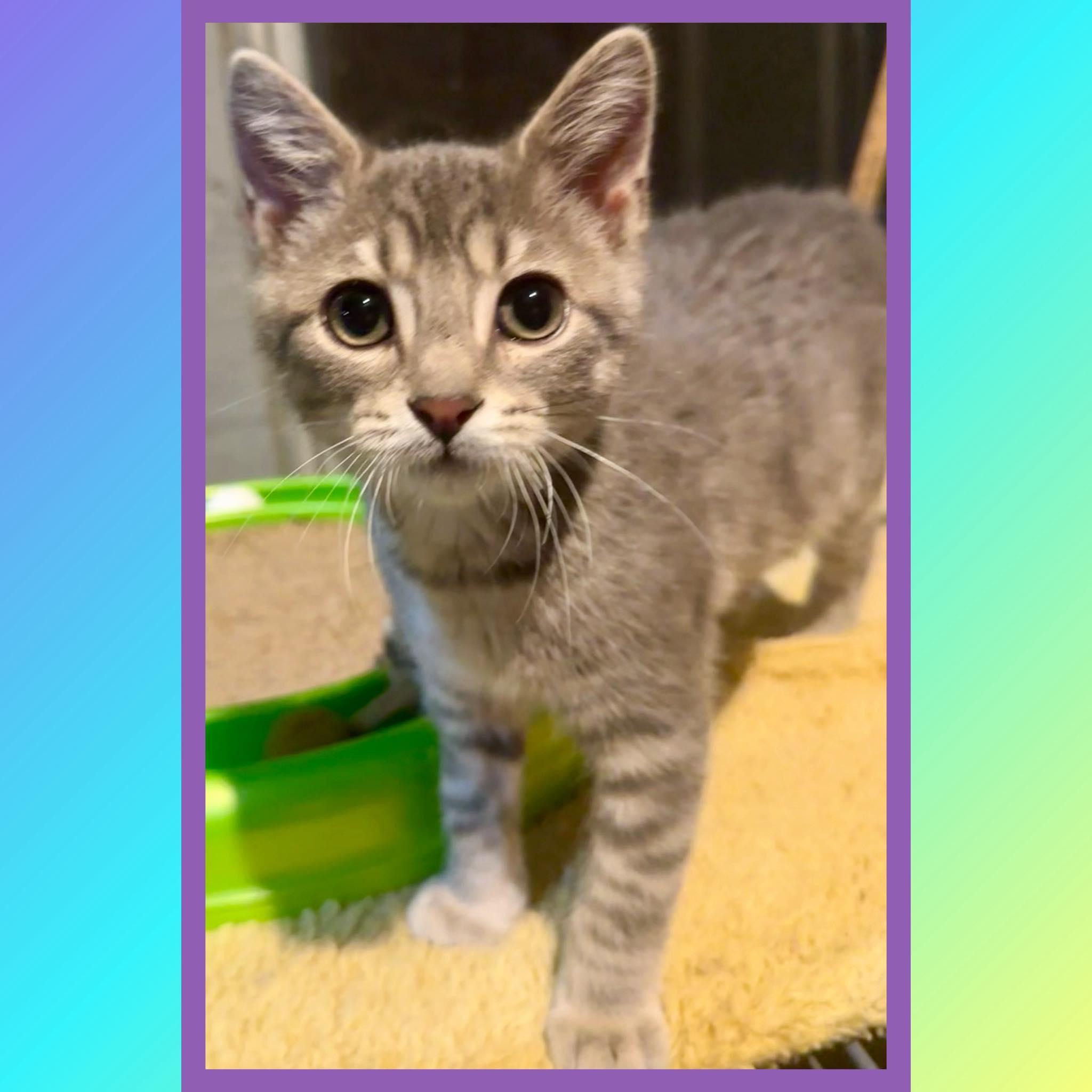 Enlarge Nimbus, an adopted Domestic Short Hair in Franklin, IN image 1/1