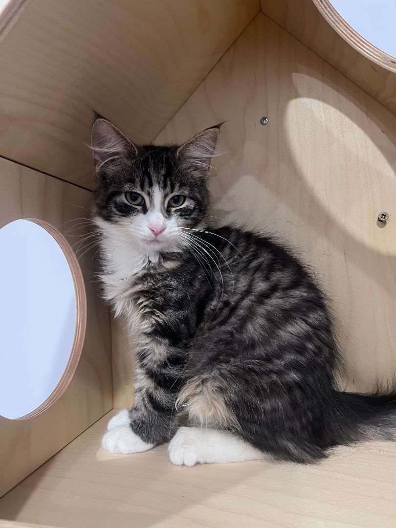 Enlarge Cotton-tail, a Adopted Domestic Medium Hair in Brooklyn, NY image 1/6