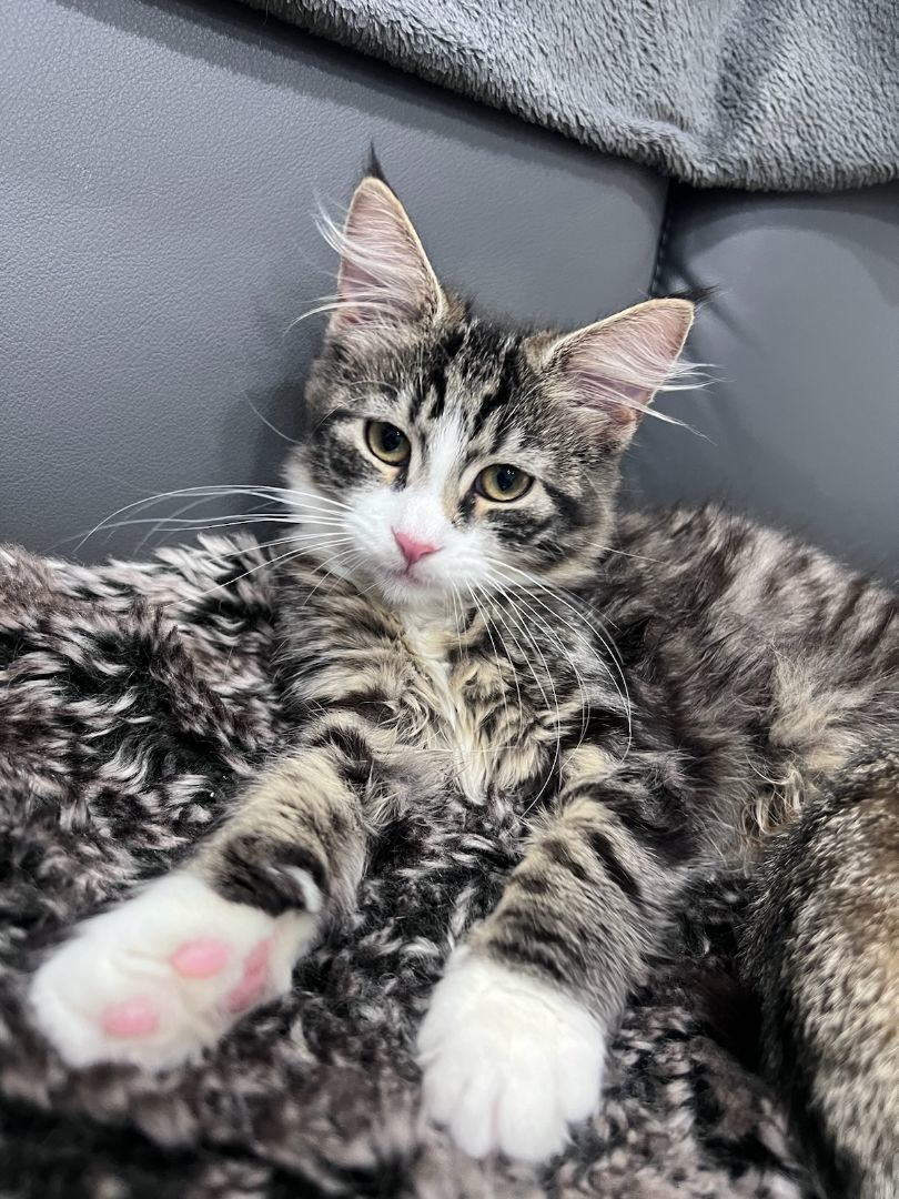 Enlarge Cotton-tail, a Adopted Domestic Medium Hair in Brooklyn, NY image 2/6