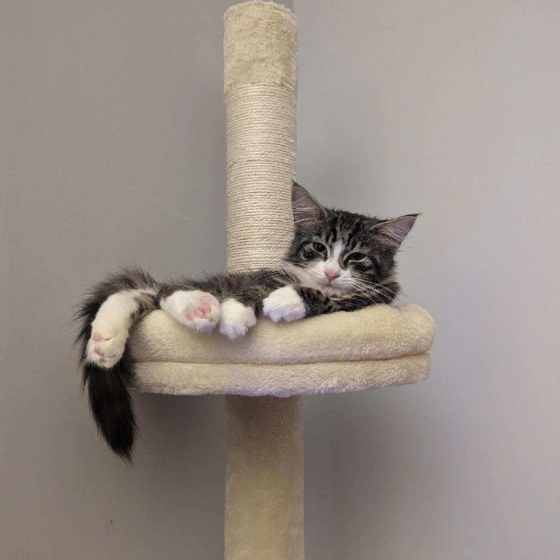 Enlarge Cotton-tail, a Adopted Domestic Medium Hair in Brooklyn, NY image 3/6