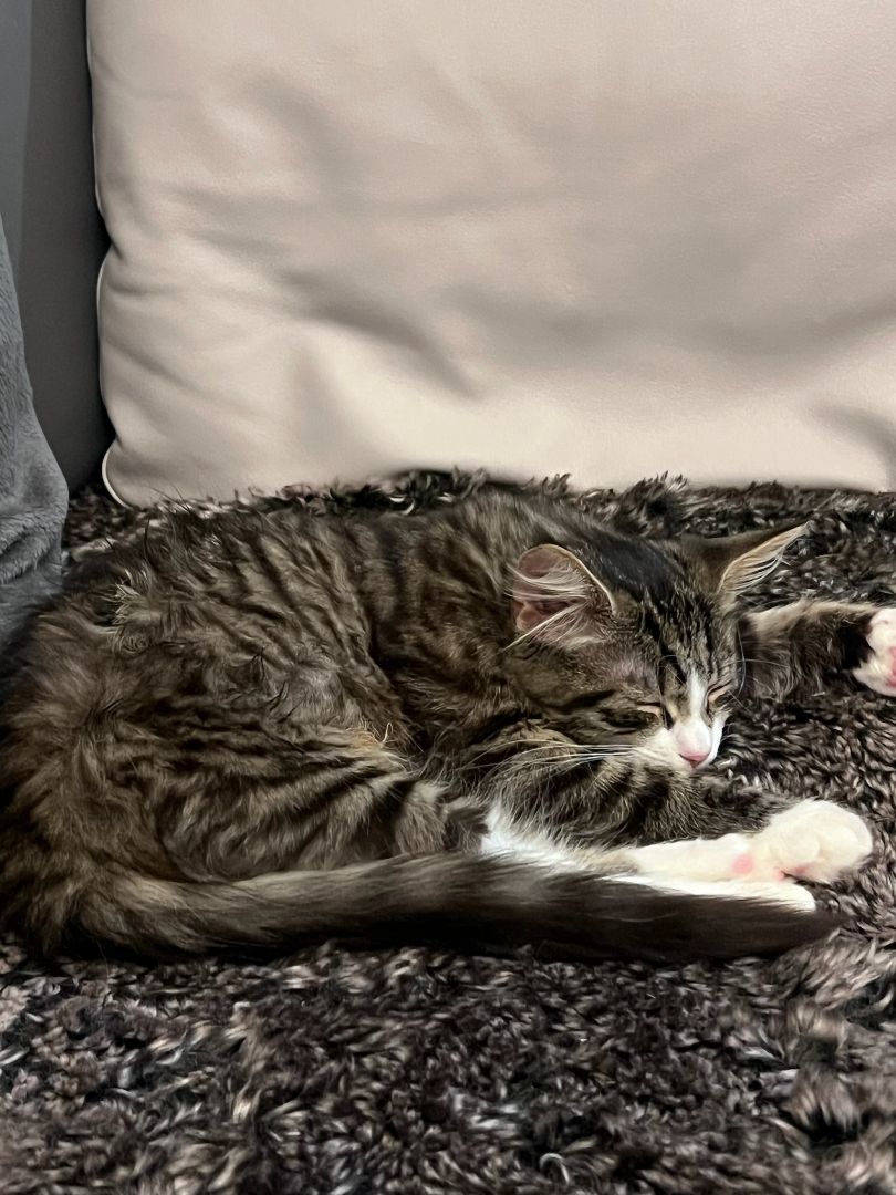 Enlarge Cotton-tail, a Adopted Domestic Medium Hair in Brooklyn, NY image 4/6