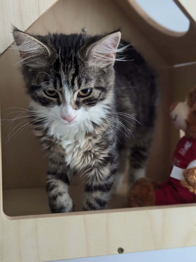 Enlarge Cotton-tail, a Adopted Domestic Medium Hair in Brooklyn, NY image 5/6