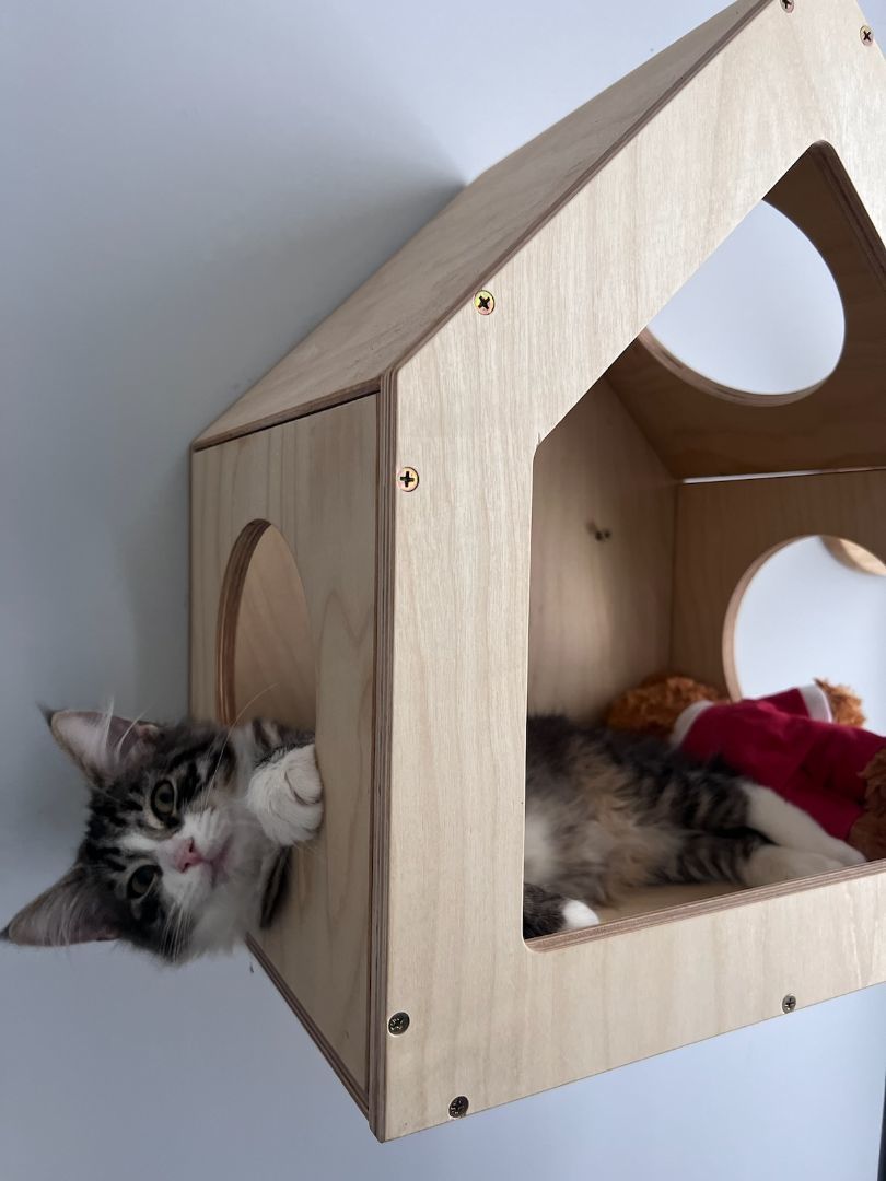 Enlarge Cotton-tail, a Adopted Domestic Medium Hair in Brooklyn, NY image 6/6