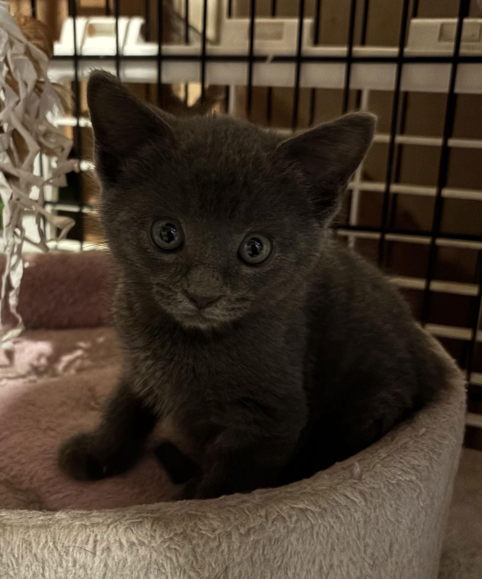 Polo, Adopted, Kitten Male Domestic Short Hair.