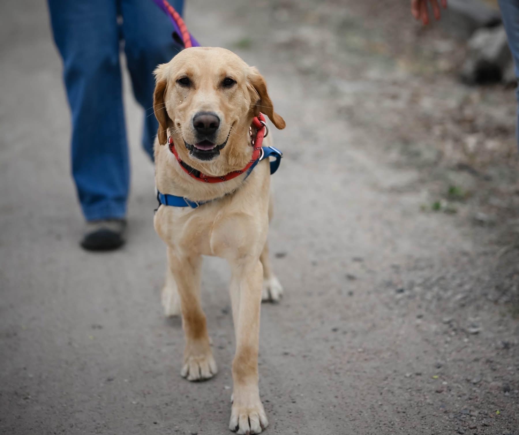 Dug, an adopted Yellow Labrador Retriever in Pueblo, CO image 1/2