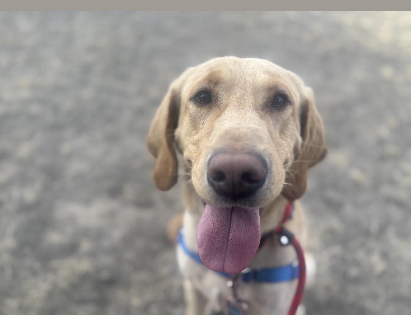 Dug, an adopted Yellow Labrador Retriever in Pueblo, CO image 2/2