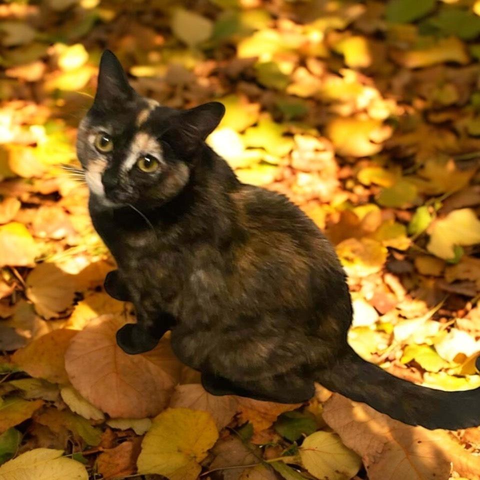 Enlarge Momma Wendy (Wendy's Litter), a Adoptable Domestic Short Hair in Blanchard, OK image 1/3