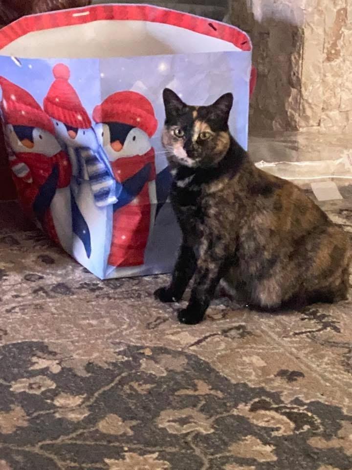 Enlarge Momma Wendy (Wendy's Litter), a Adoptable Domestic Short Hair in Blanchard, OK image 2/3