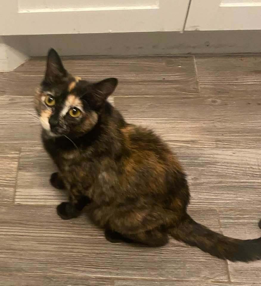 Enlarge Momma Wendy (Wendy's Litter), a Adoptable Domestic Short Hair in Blanchard, OK image 3/3