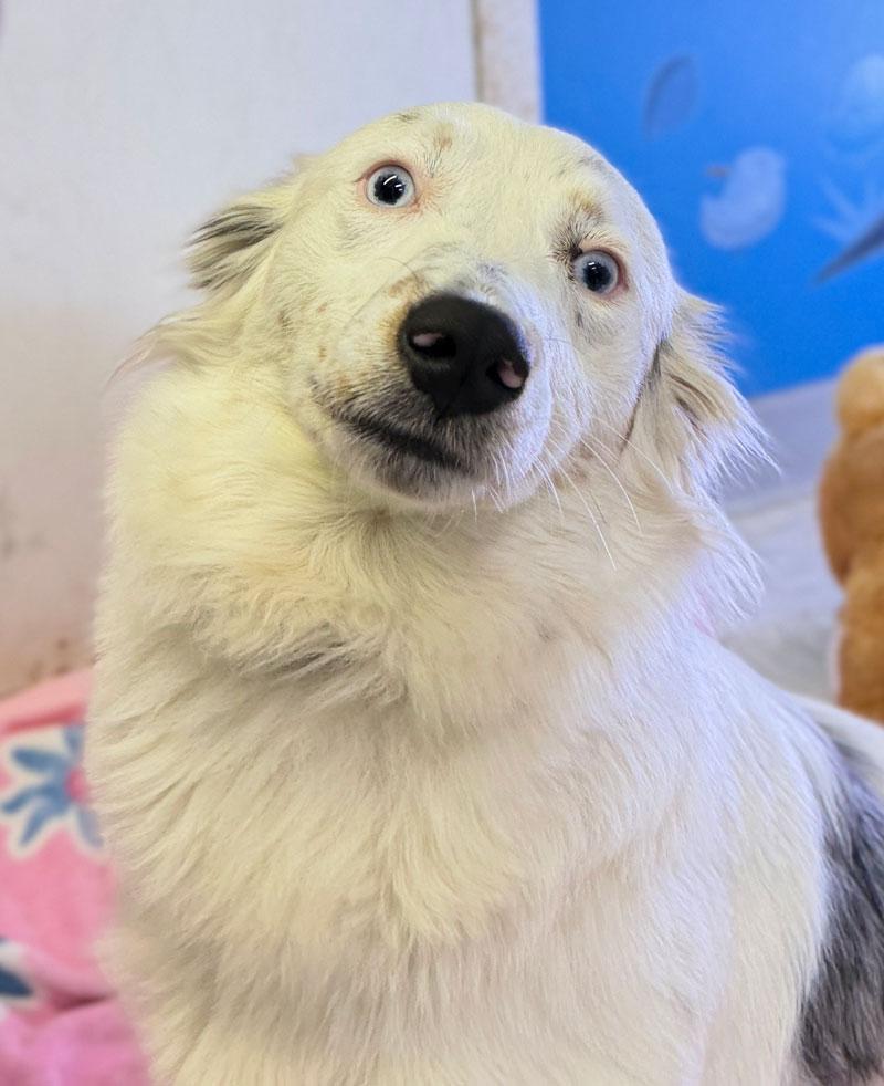 Maybell, ADOPTABLE, Young Female Australian Shepherd & Aussiedoodle.