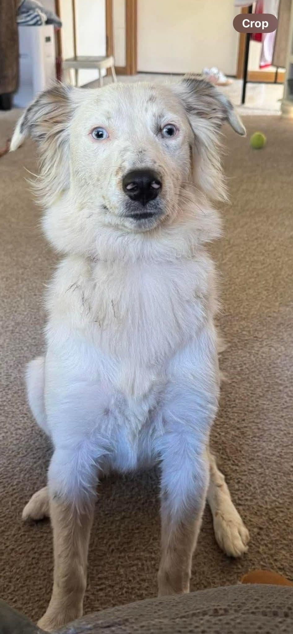 Enlarge Maybell, a ADOPTABLE mixed breed in Horseshoe Bend, AR image 2/3