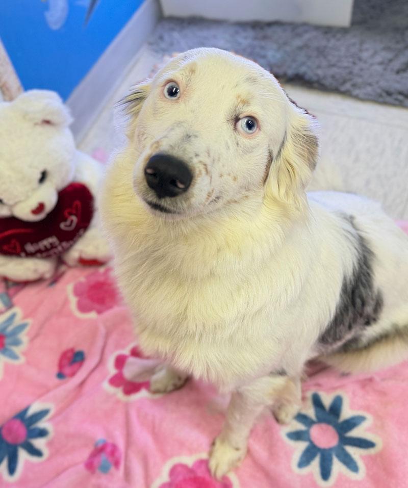 Maybell, a ADOPTABLE mixed breed in Horseshoe Bend, AR image 3/6