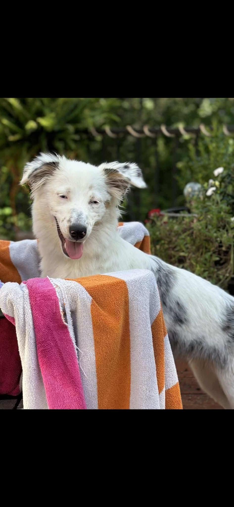 Enlarge Maybell, a ADOPTABLE mixed breed in Horseshoe Bend, AR image 3/3