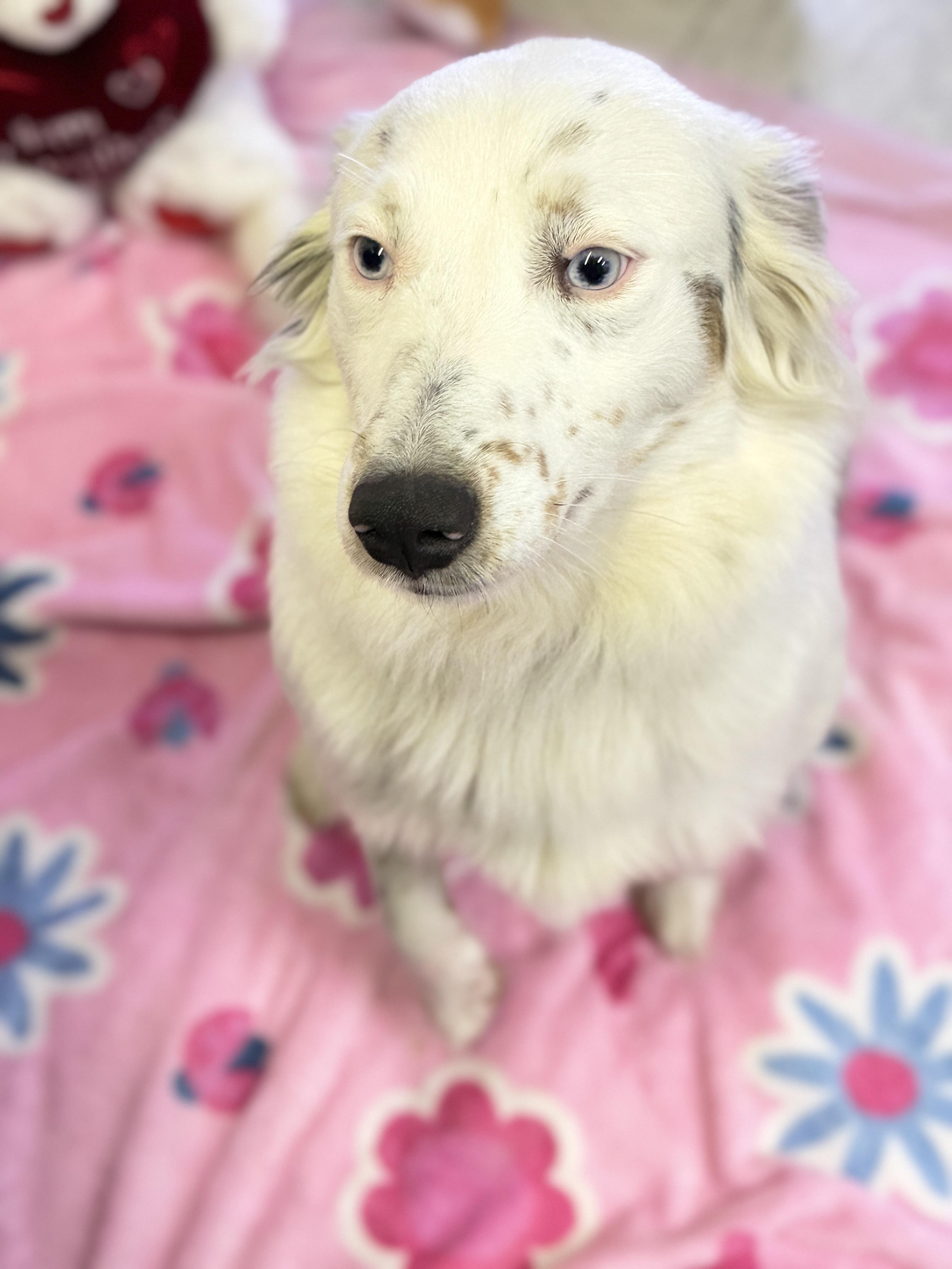 Maybell, a ADOPTABLE mixed breed in Horseshoe Bend, AR image 5/6