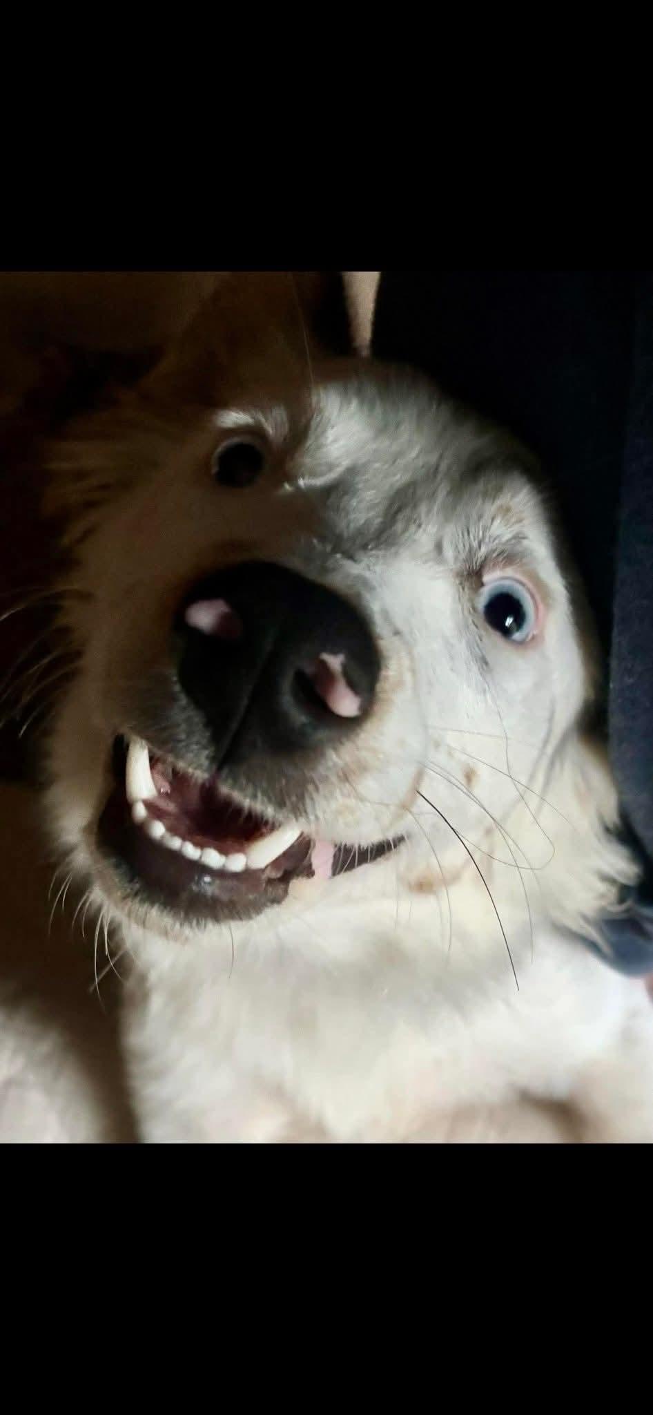 Maybell, ADOPTABLE, Young Female Australian Shepherd.