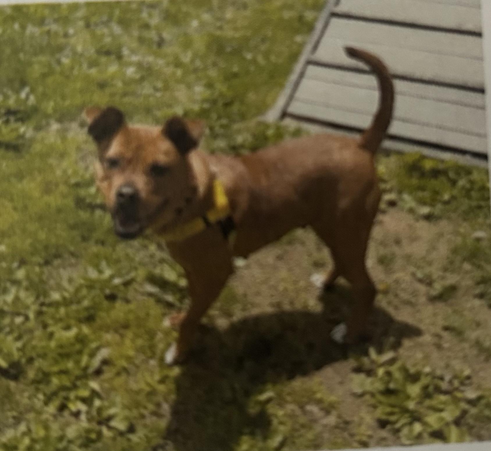 Lucretia, a Adoptable mixed breed in Dillsburg, PA image 5/6