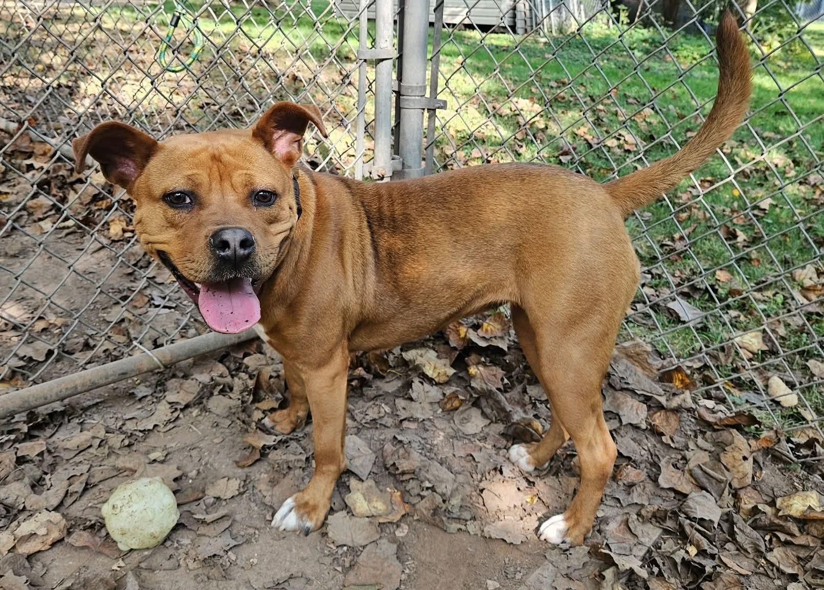 Lucretia, a Adoptable mixed breed in Dillsburg, PA image 1/6