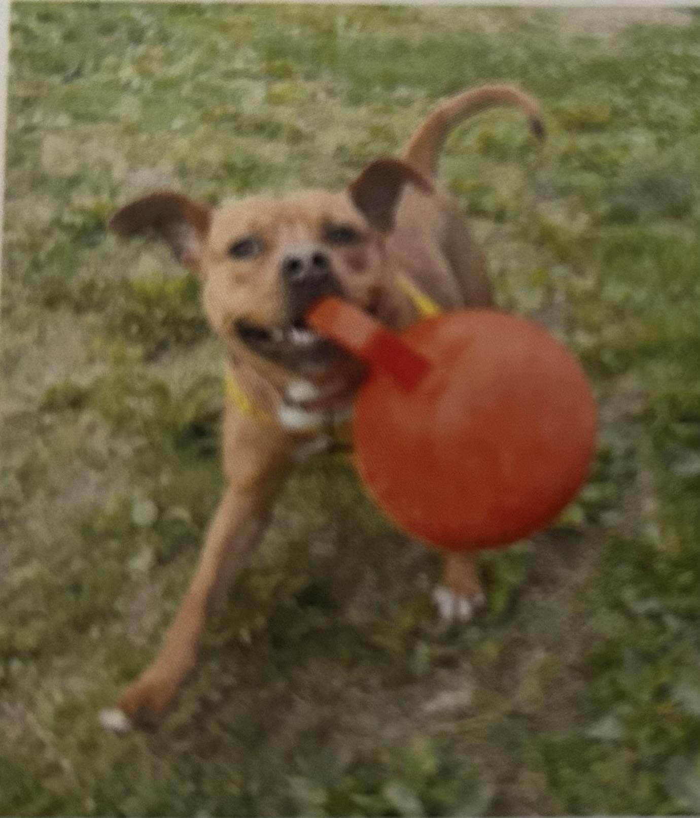 Lucretia, a Adoptable mixed breed in Dillsburg, PA image 6/6