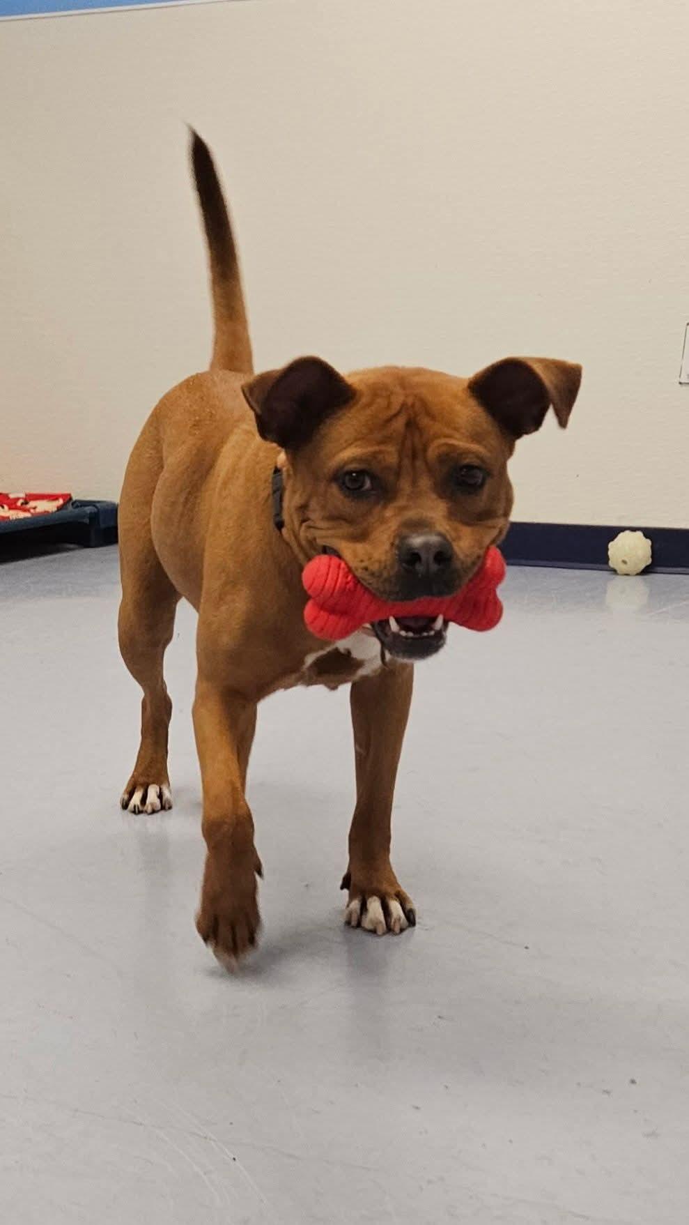 Lucretia, a Adoptable mixed breed in Dillsburg, PA image 3/6