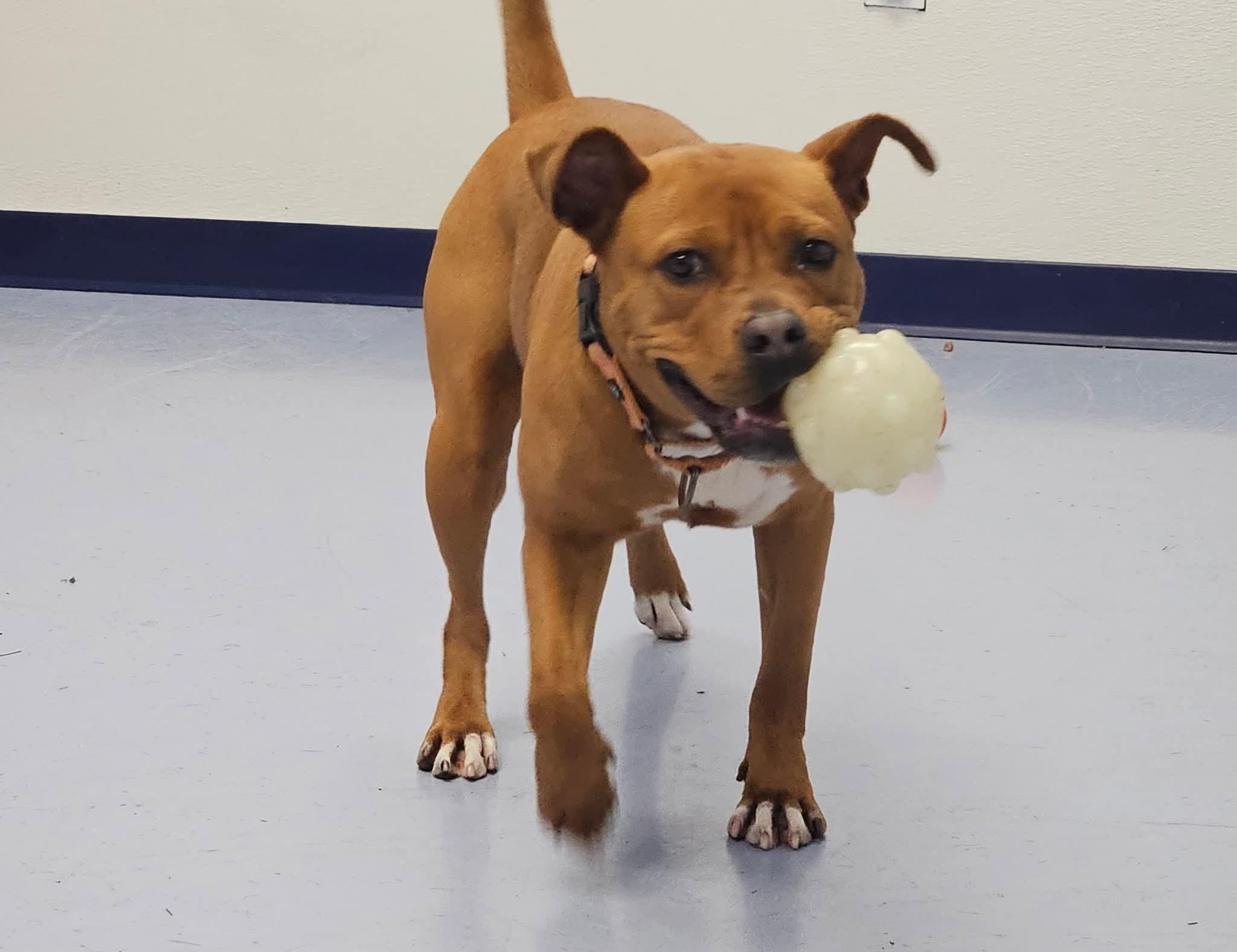 Lucretia, a Adoptable mixed breed in Dillsburg, PA image 4/6