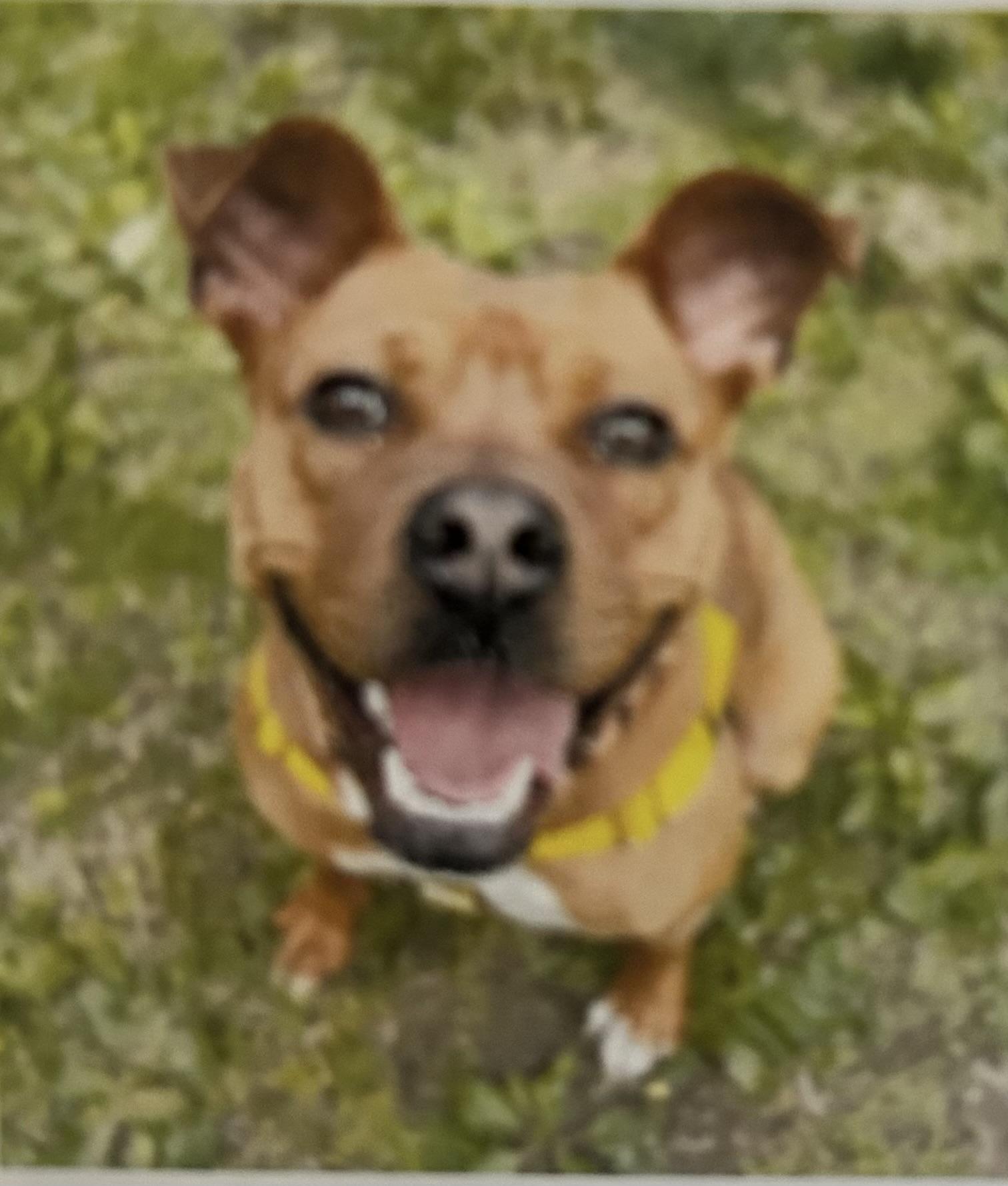 Lucretia, a Adoptable mixed breed in Dillsburg, PA image 2/6