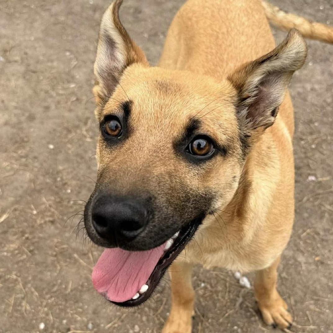 Enlarge Kenny, a Adoptable mixed breed in Kent, WA image 1/6
