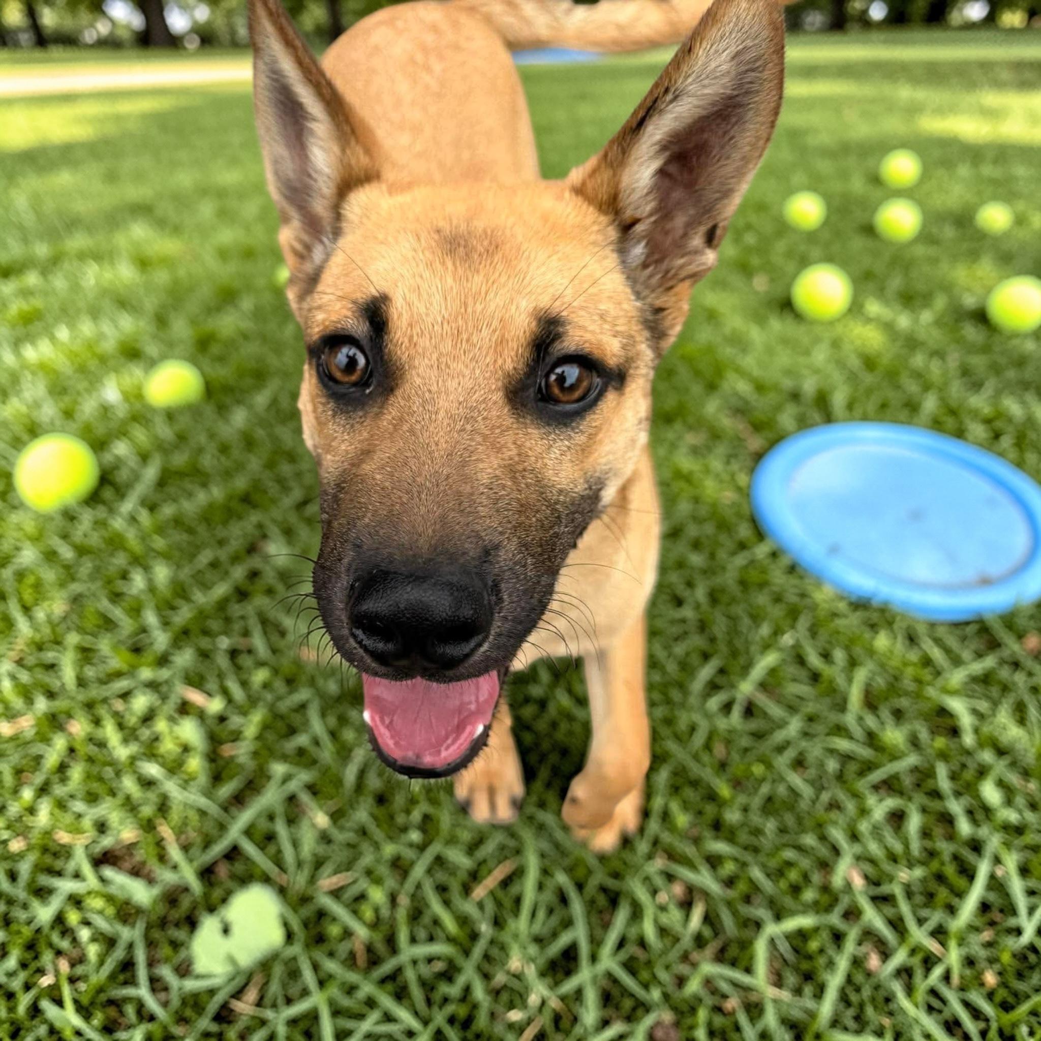 Enlarge Kenny, a Adoptable mixed breed in Kent, WA image 5/6