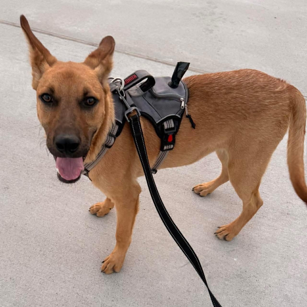 Enlarge Kenny, a Adoptable mixed breed in Kent, WA image 6/6