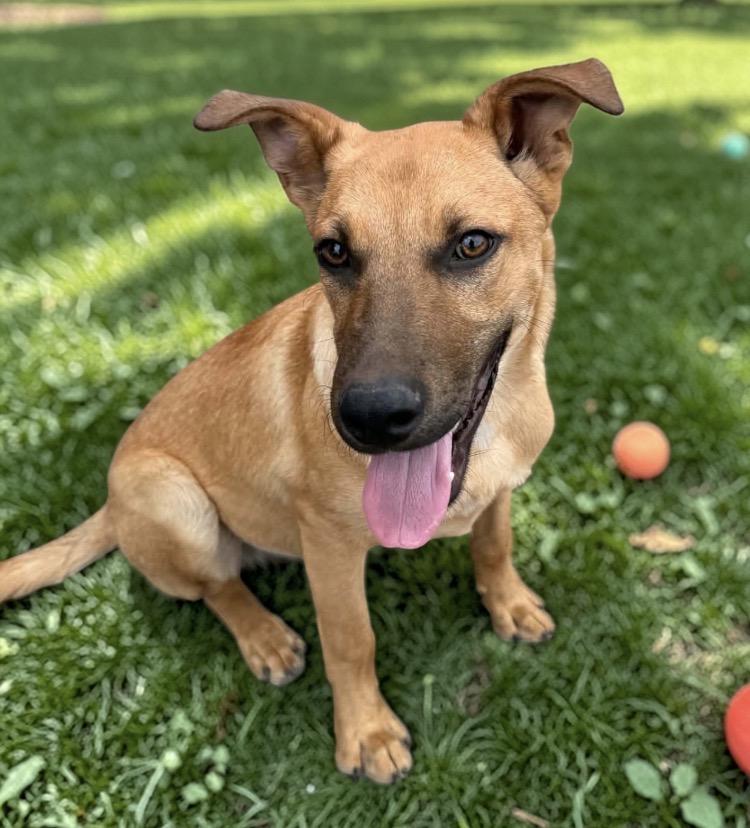 Enlarge Kenny, a Adoptable mixed breed in Kent, WA image 4/6
