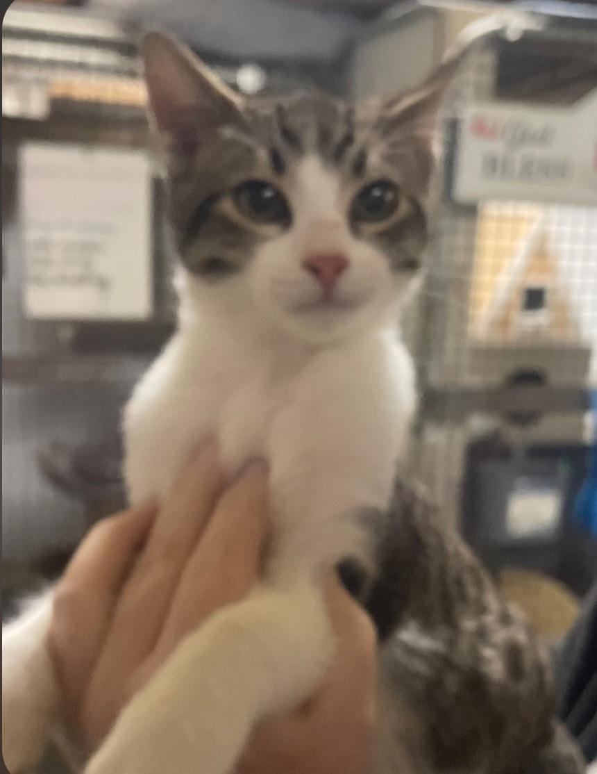 Enlarge K-4 Bud, an adopted Domestic Short Hair in Billings, MT image 1/1