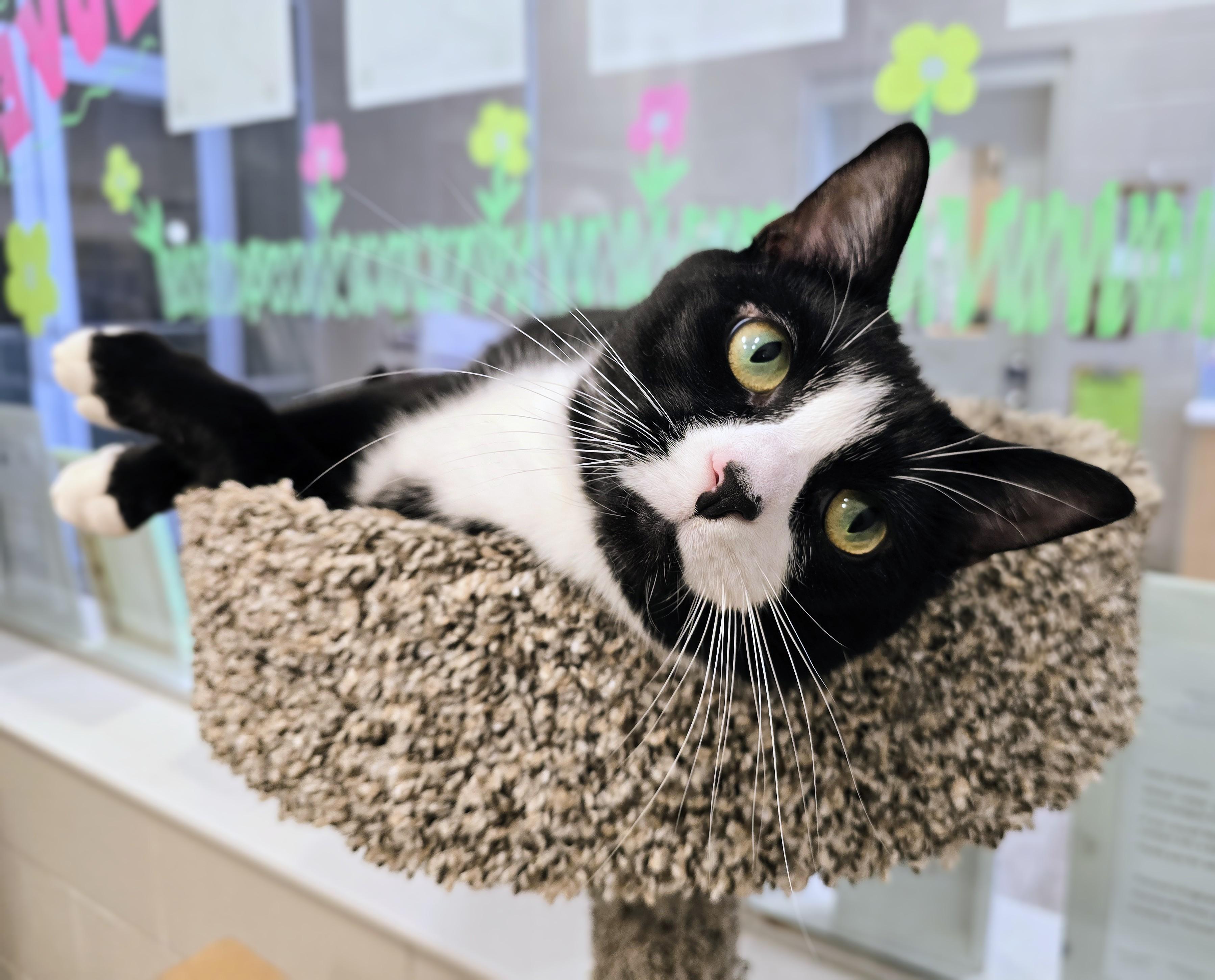 Enlarge 4-399 Dyno, a Adoptable Domestic Short Hair in Amityville, NY image 2/6