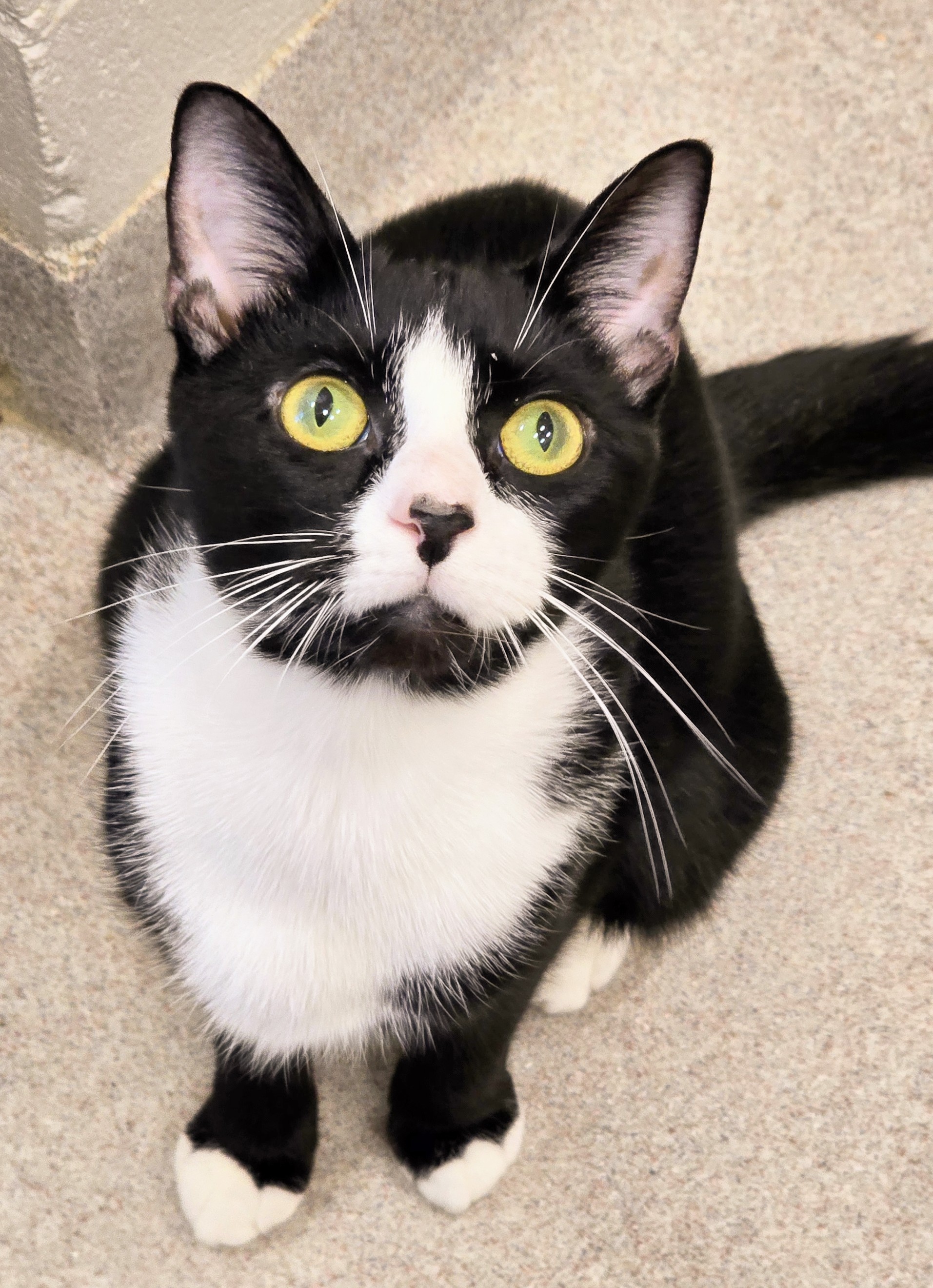 Enlarge 4-399 Dyno, a Adoptable Domestic Short Hair in Amityville, NY image 3/6