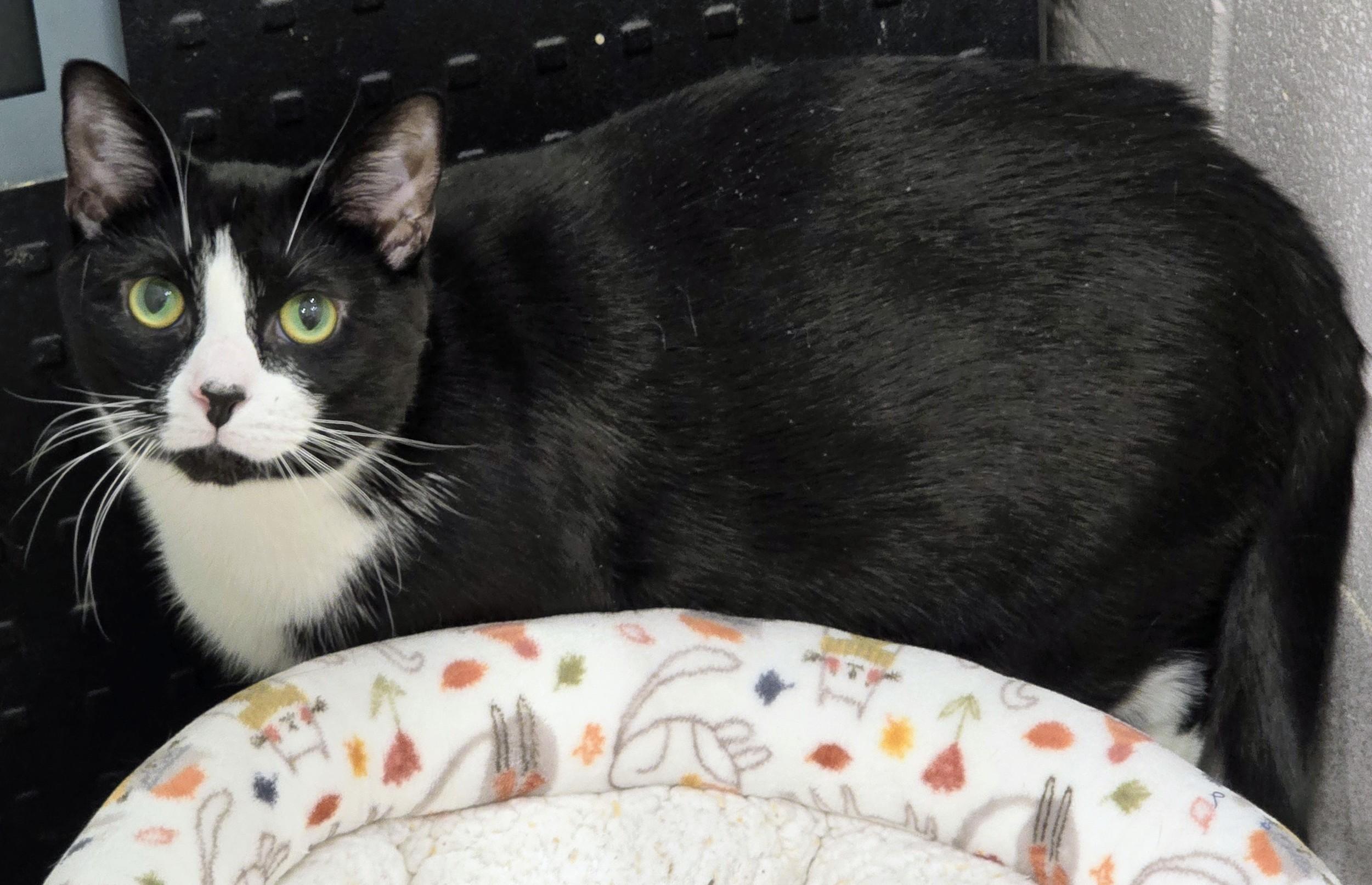 Enlarge 4-399 Dyno, a Adoptable Domestic Short Hair in Amityville, NY image 6/6