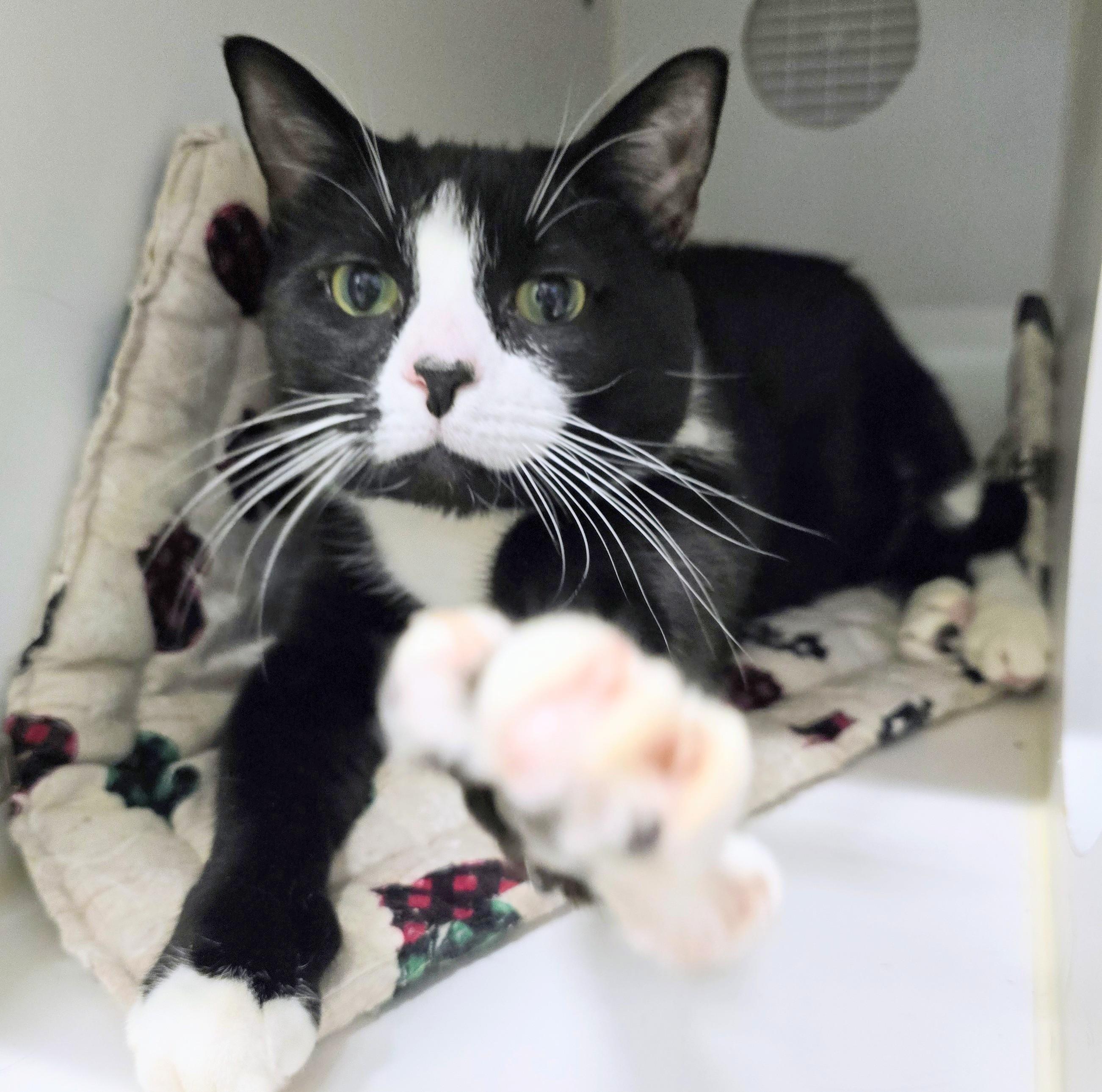 4-399 Dyno, Adoptable, Adult Female Domestic Short Hair.