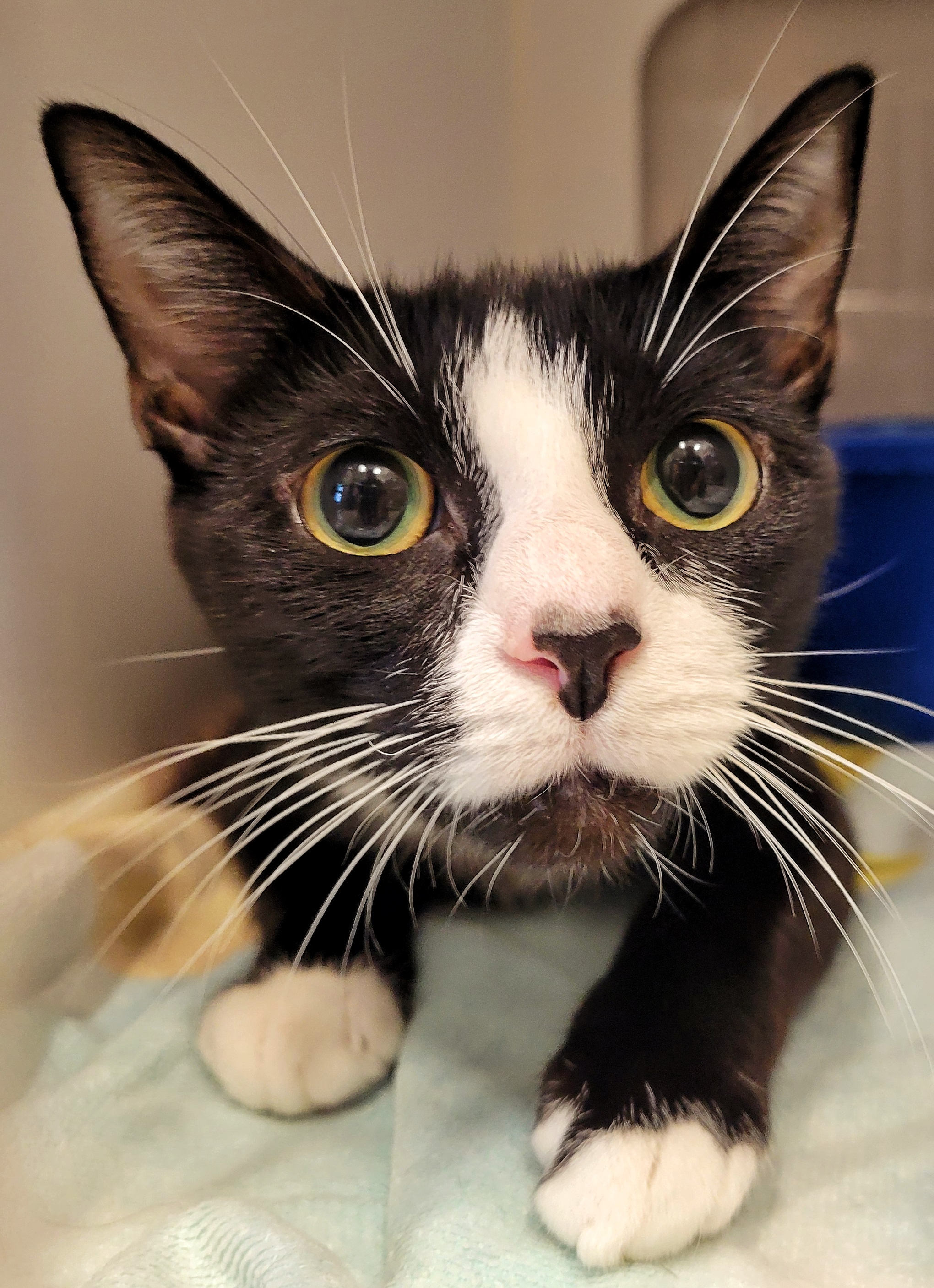 Enlarge 4-399 Dyno, a Adoptable Domestic Short Hair in Amityville, NY image 4/6