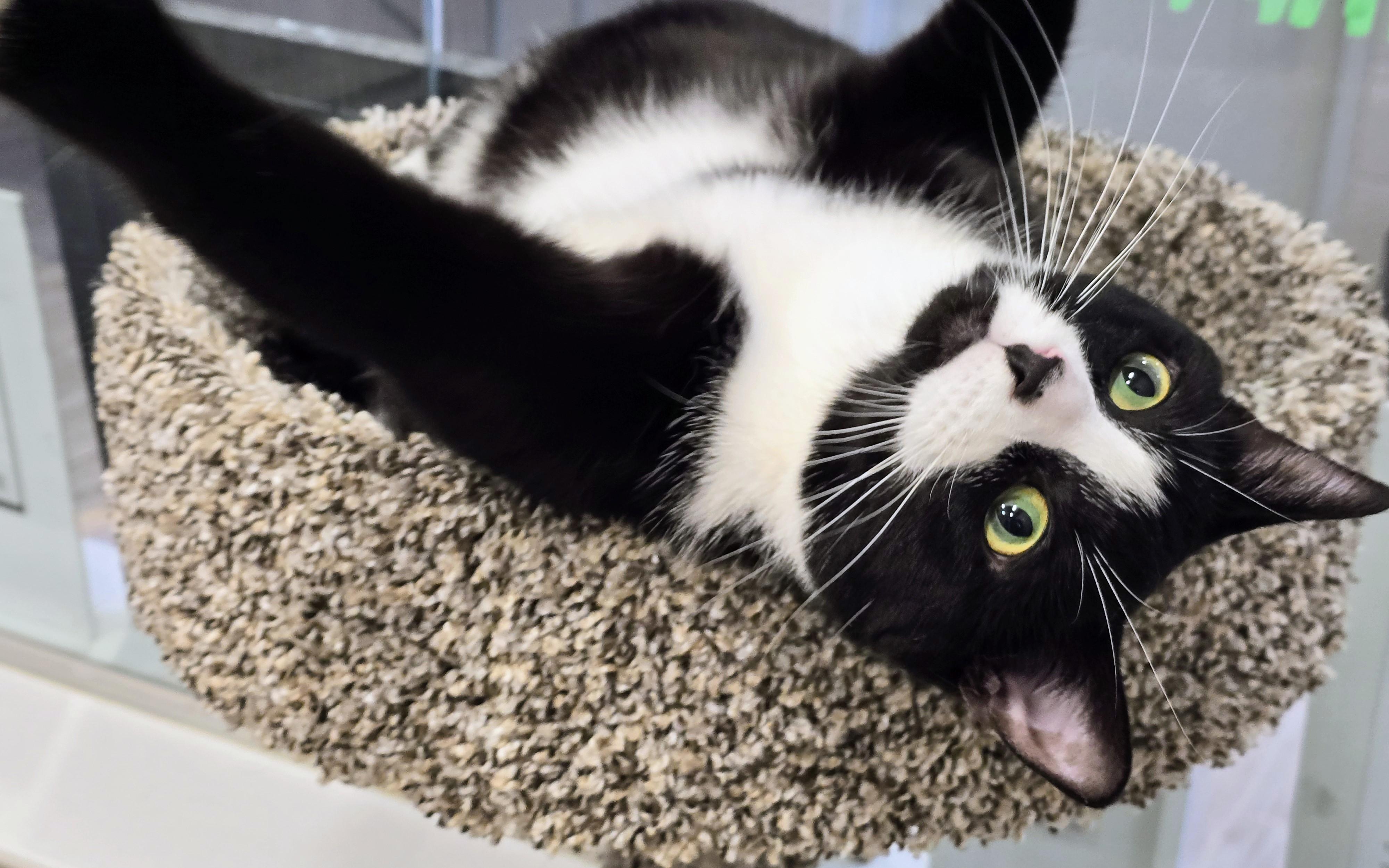 Enlarge 4-399 Dyno, a Adoptable Domestic Short Hair in Amityville, NY image 3/6