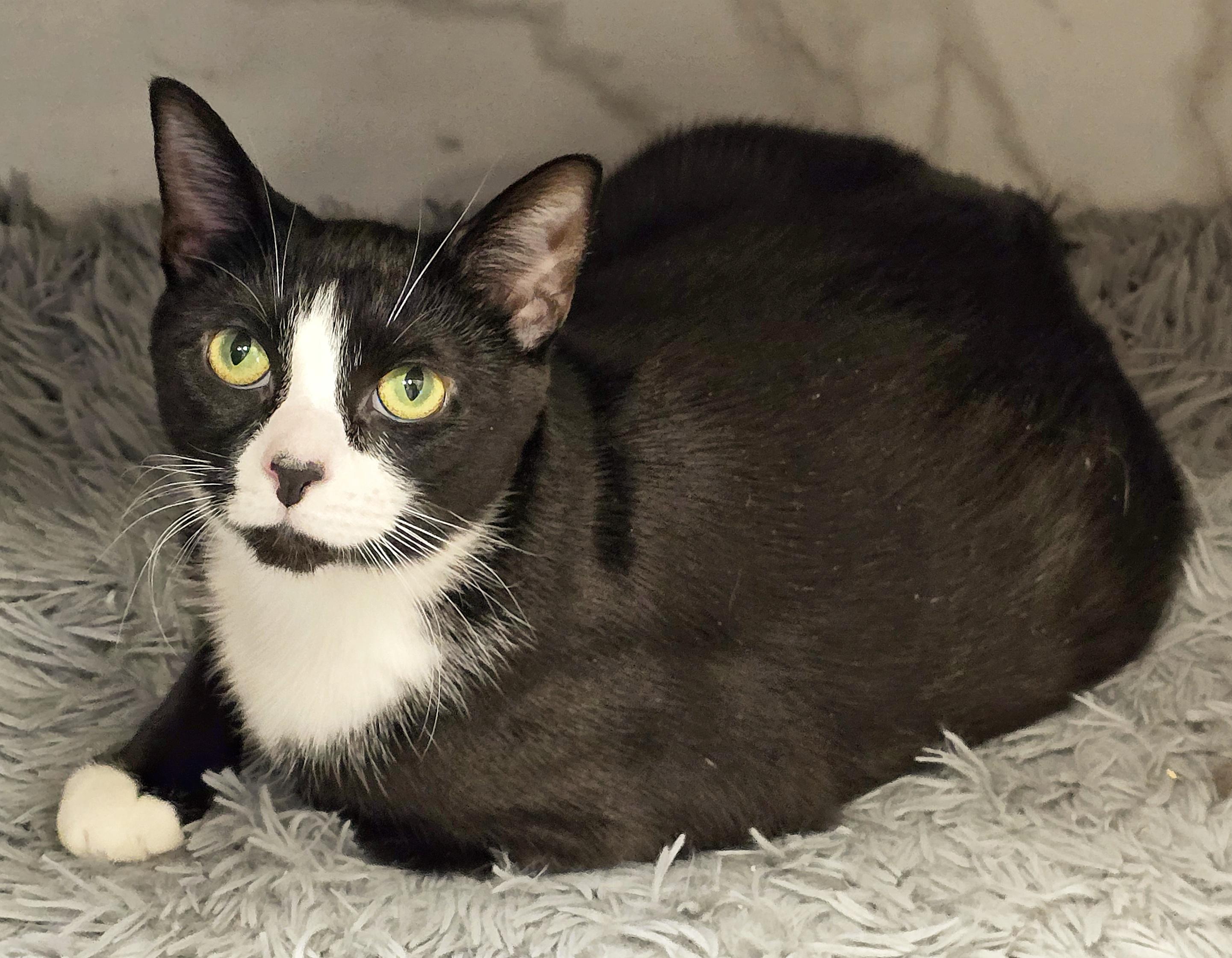 Enlarge 4-399 Dyno, a Adoptable Domestic Short Hair in Amityville, NY image 6/6